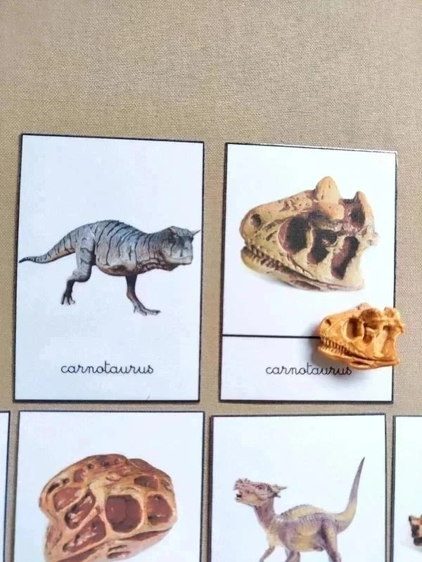 Kit benamingen van dinosaurussen met schedels Montessori – photo 5